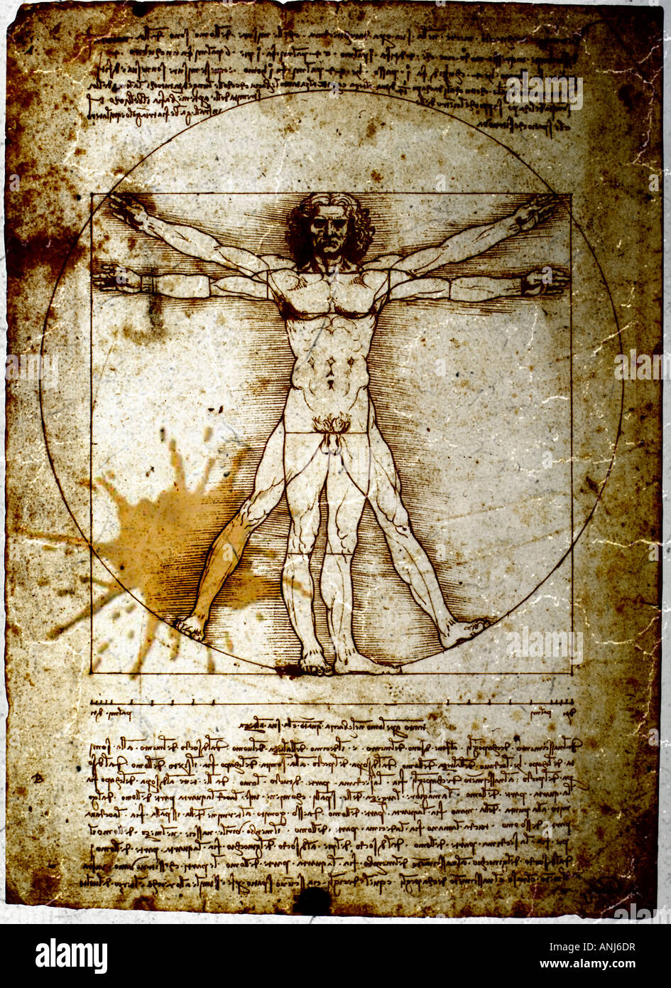 Homme de Vitruve par Leonardo da Vinci souillée de taches de café Banque D'Images