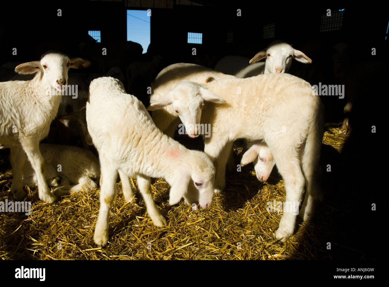 Ferme de moutons à Alcazar de San Juan, ESPAGNE Banque D'Images