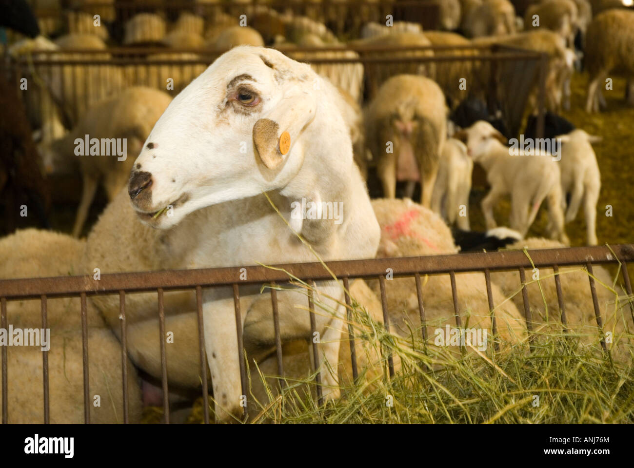 Ferme de moutons à Alcazar de San Juan, ESPAGNE Banque D'Images