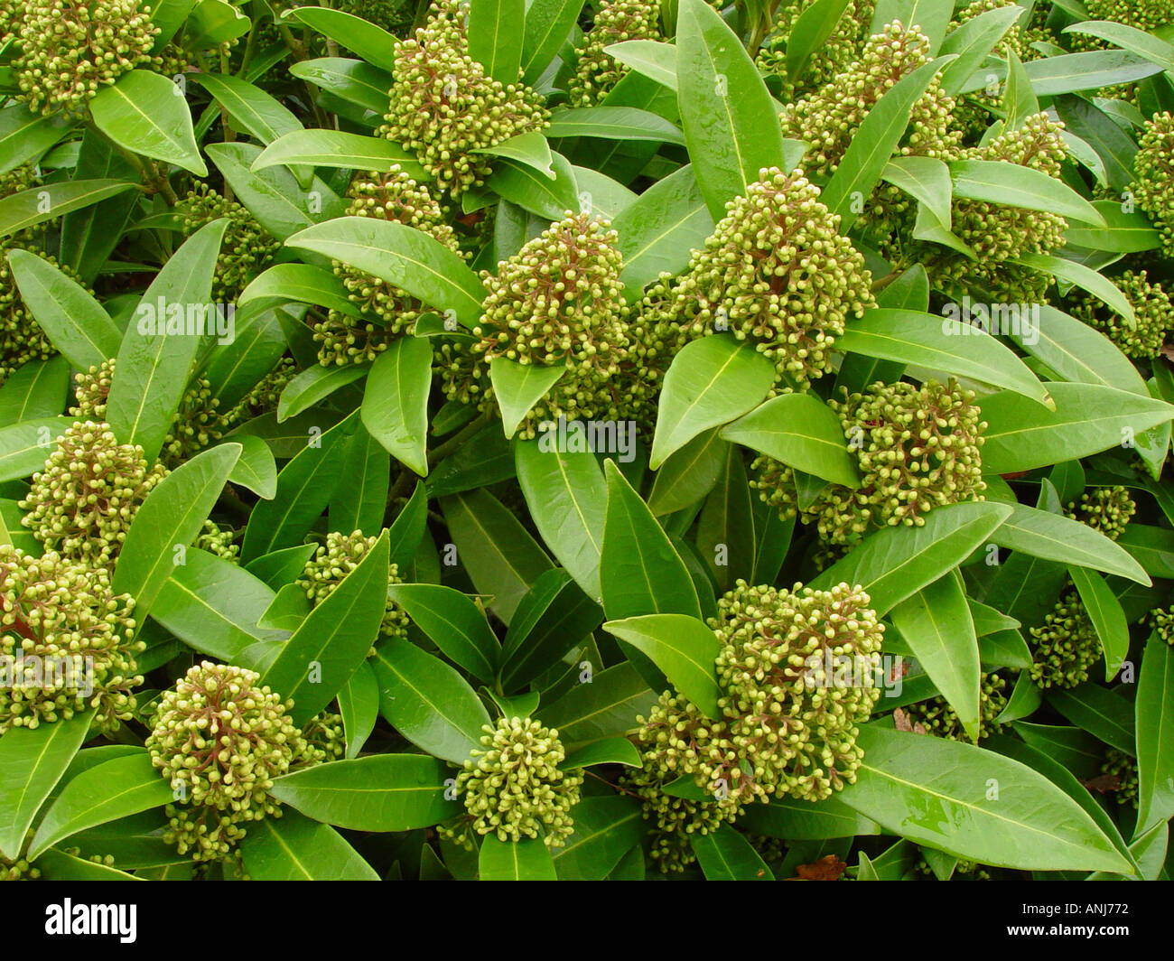 Caryopteris x confusa Kew Green Banque D'Images