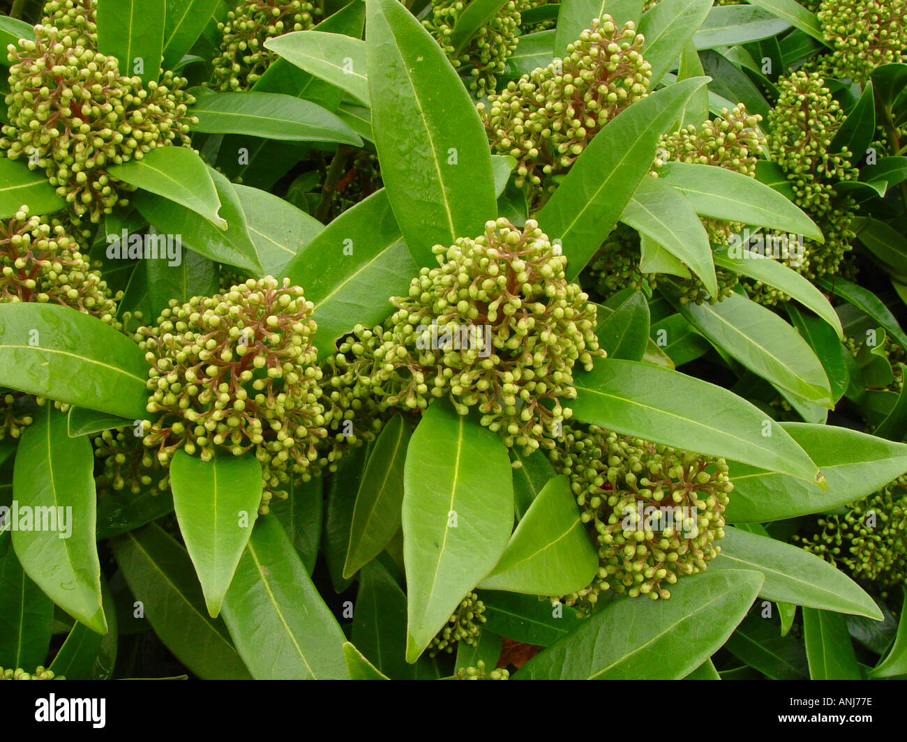 Caryopteris x confusa Kew Green Banque D'Images