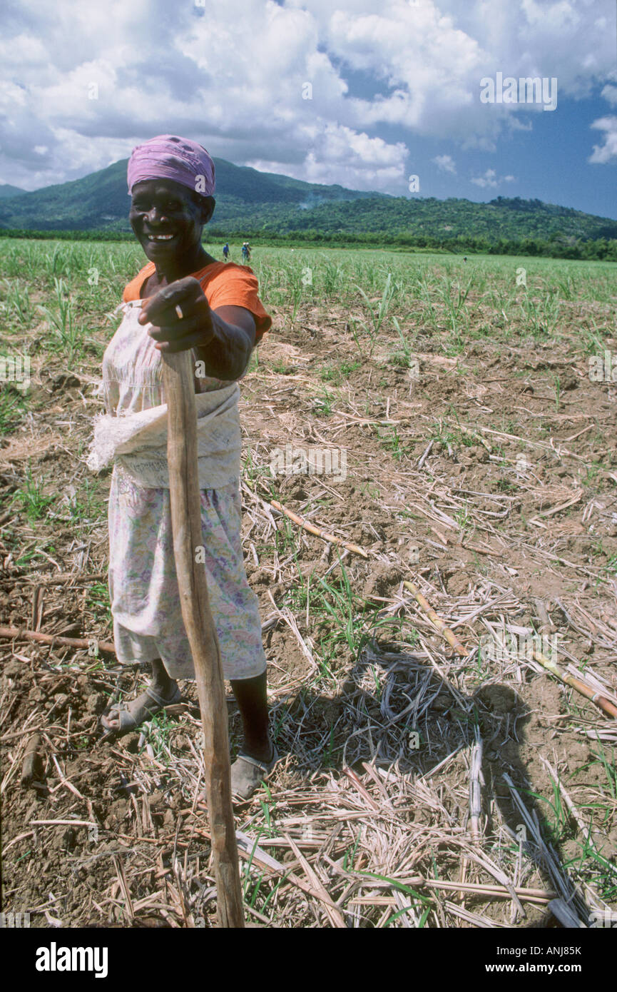 Femme mature Jamaican worker dans champ de canne à sucre Banque D'Images