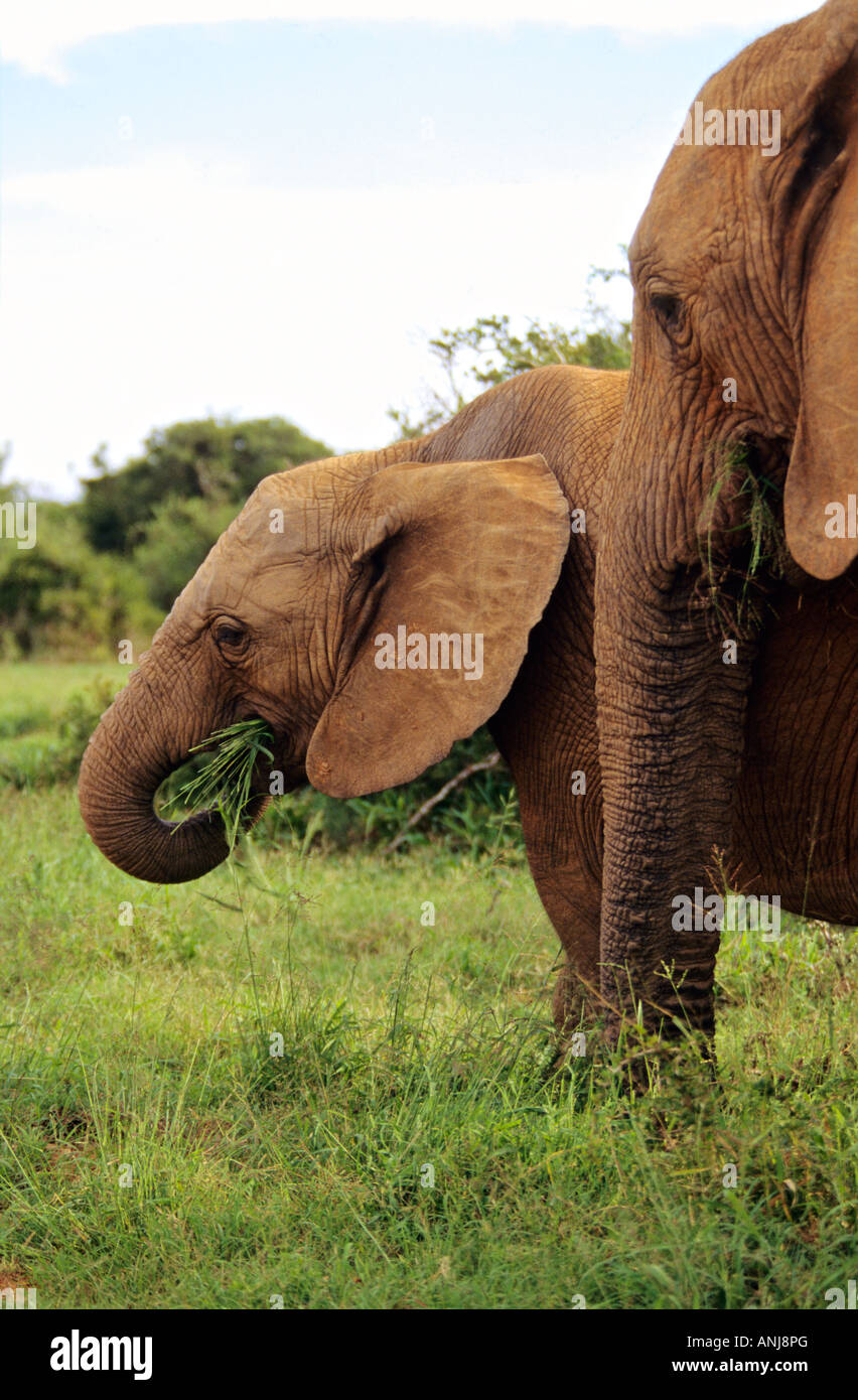 L'éléphant d'Afrique avec jeune veau en milieu naturel. Le Parc National de Kruger. L'Afrique du Sud. Banque D'Images