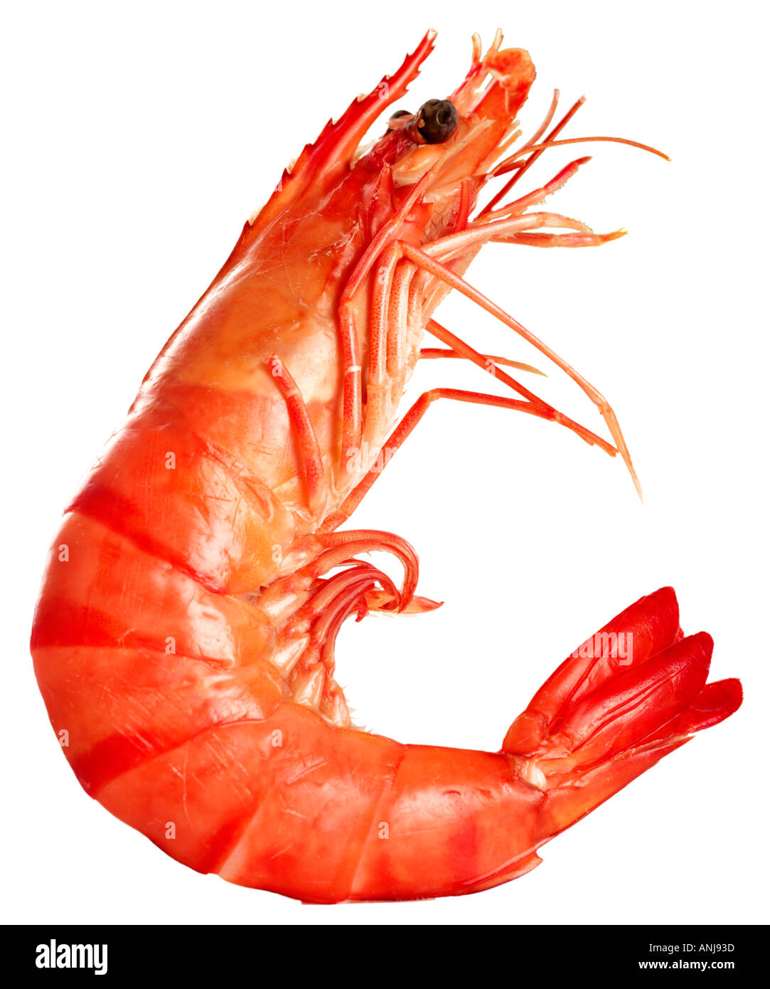 KING PRAWN ON WHITE Banque D'Images