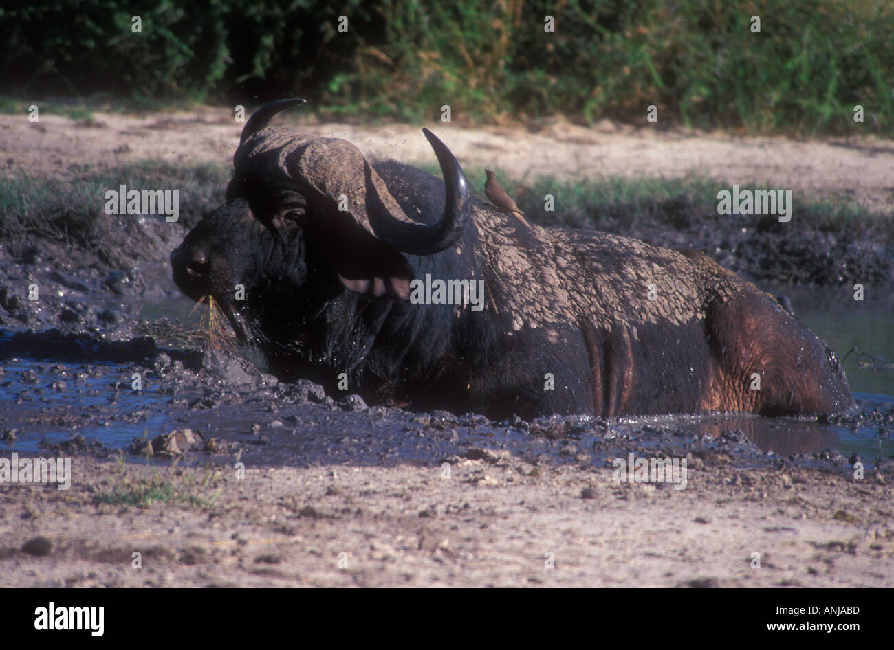 Buffalo Syncerus caffer Banque D'Images