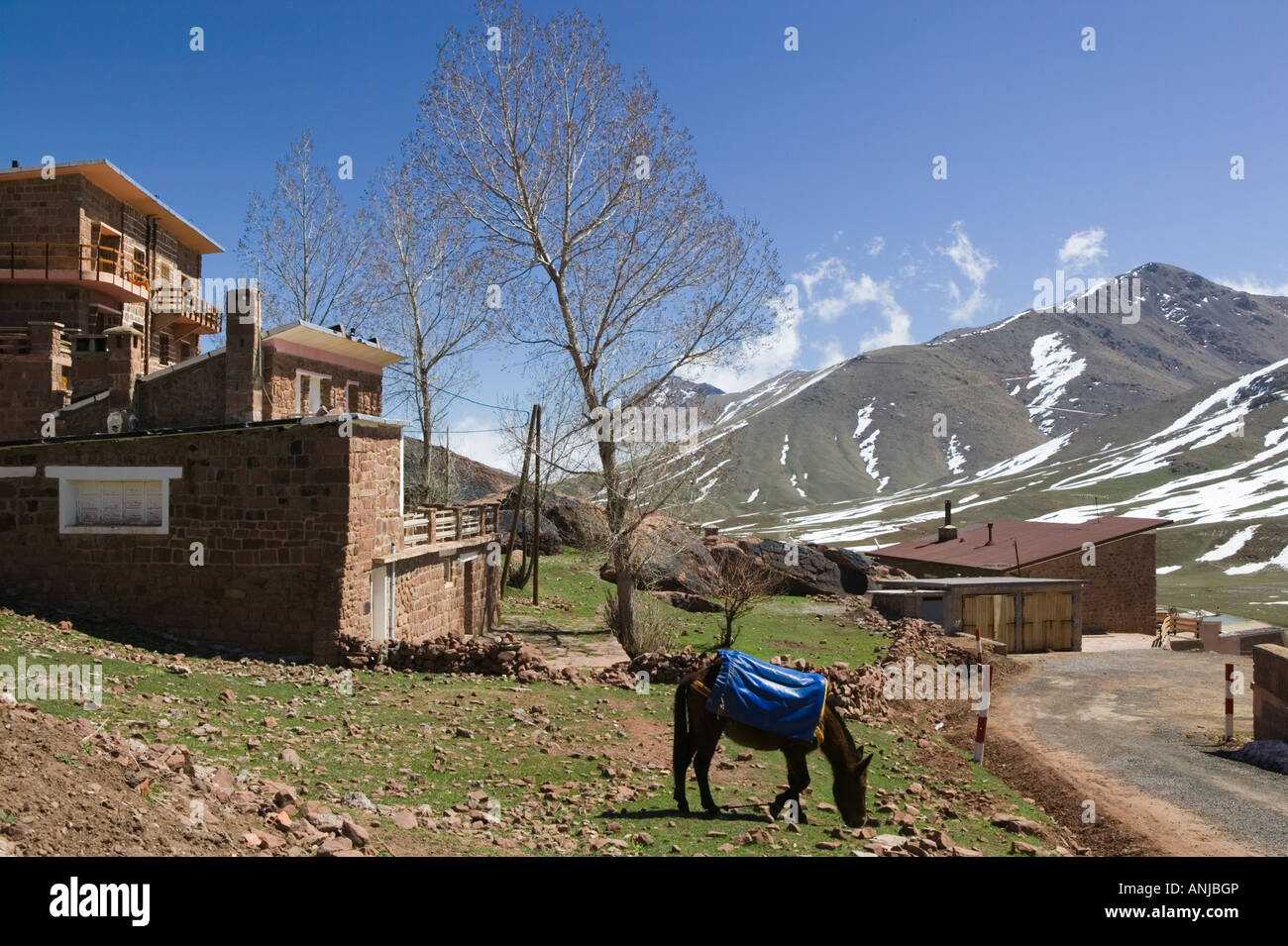 Le Maroc, au sud de Marrakech, OUKAIMEDEN : station de ski dans les montagnes du Haut Atlas (e. 2600m) avec vue sur la ville de printemps Horse Banque D'Images