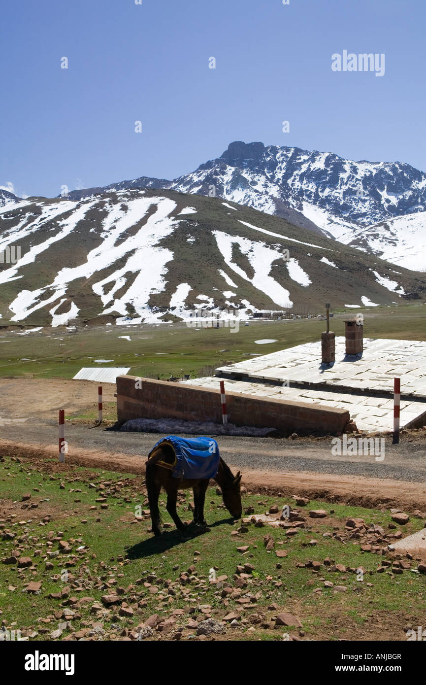 Le Maroc, au sud de Marrakech, OUKAIMEDEN : station de ski dans les montagnes du Haut Atlas (e. 2600m) avec vue sur la ville de printemps Horse Banque D'Images