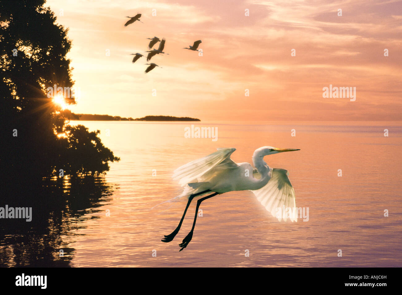 Egret en vol au dessus de la baie de Floride à Flaming Parc National des Everglades, digital composite image Banque D'Images