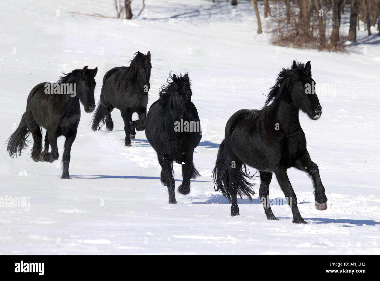 Troupeau de quatre chevaux frison galop vers nous sur la neige couverts paddock Banque D'Images