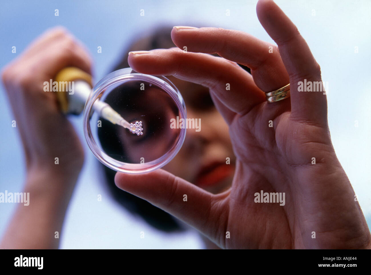 Dans l'essai de FIV petre-assiette en laboratoire au Royaume-Uni la fécondation in vitro ou de la fertilisation (IVF). Femme holding pipette. Banque D'Images