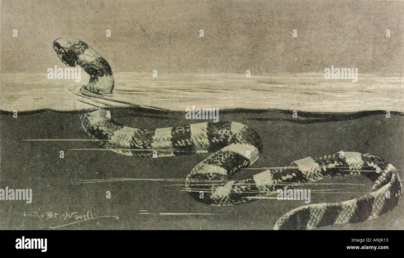 Folklore Serpent de mer Banque D'Images