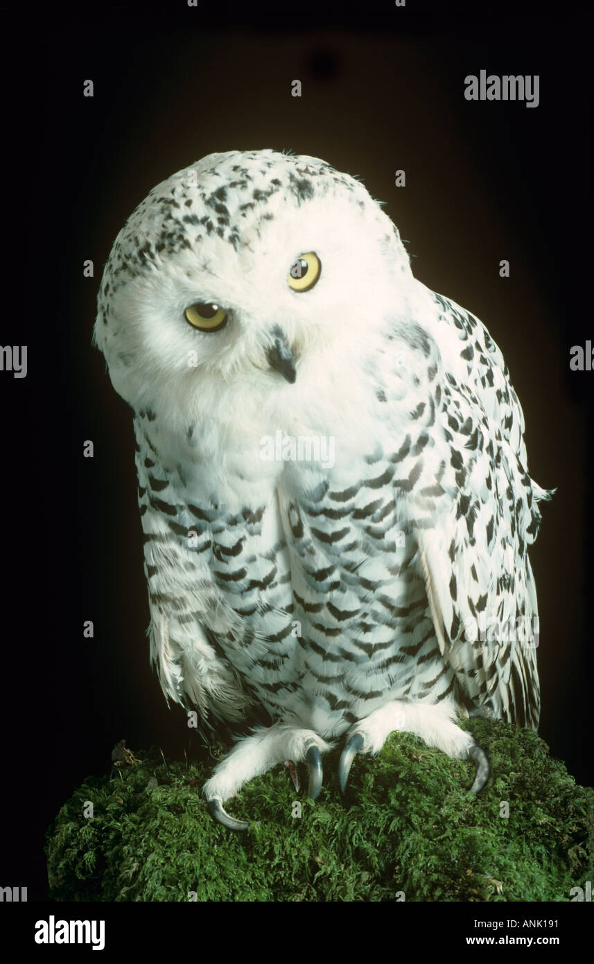 Snowy Owl sur souche d'arbre Banque D'Images