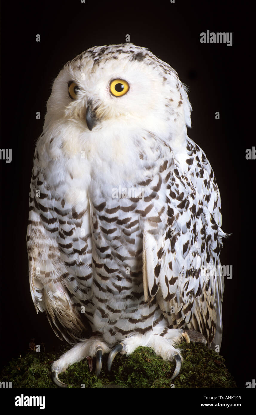 [Snowy Owl] sur souche d'arbre Banque D'Images
