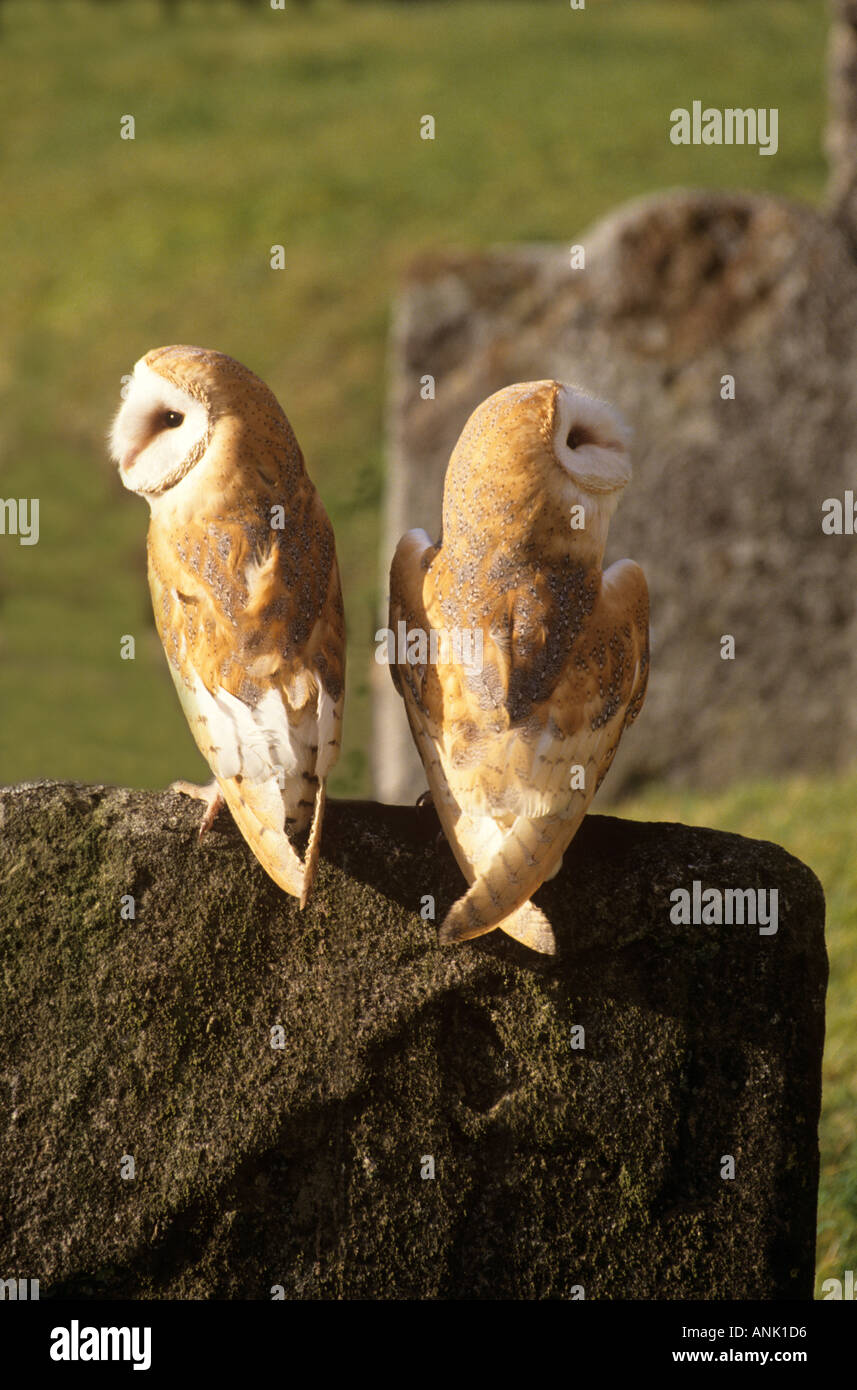 L'Effraie des clochers sur pierre tombale Banque D'Images