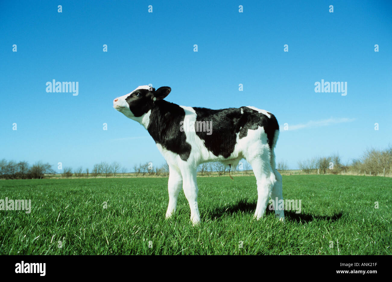 Bovins domestiques (Bos primigenius taurus), race: Holstein Frison. Veau debout sur un pâturage Banque D'Images