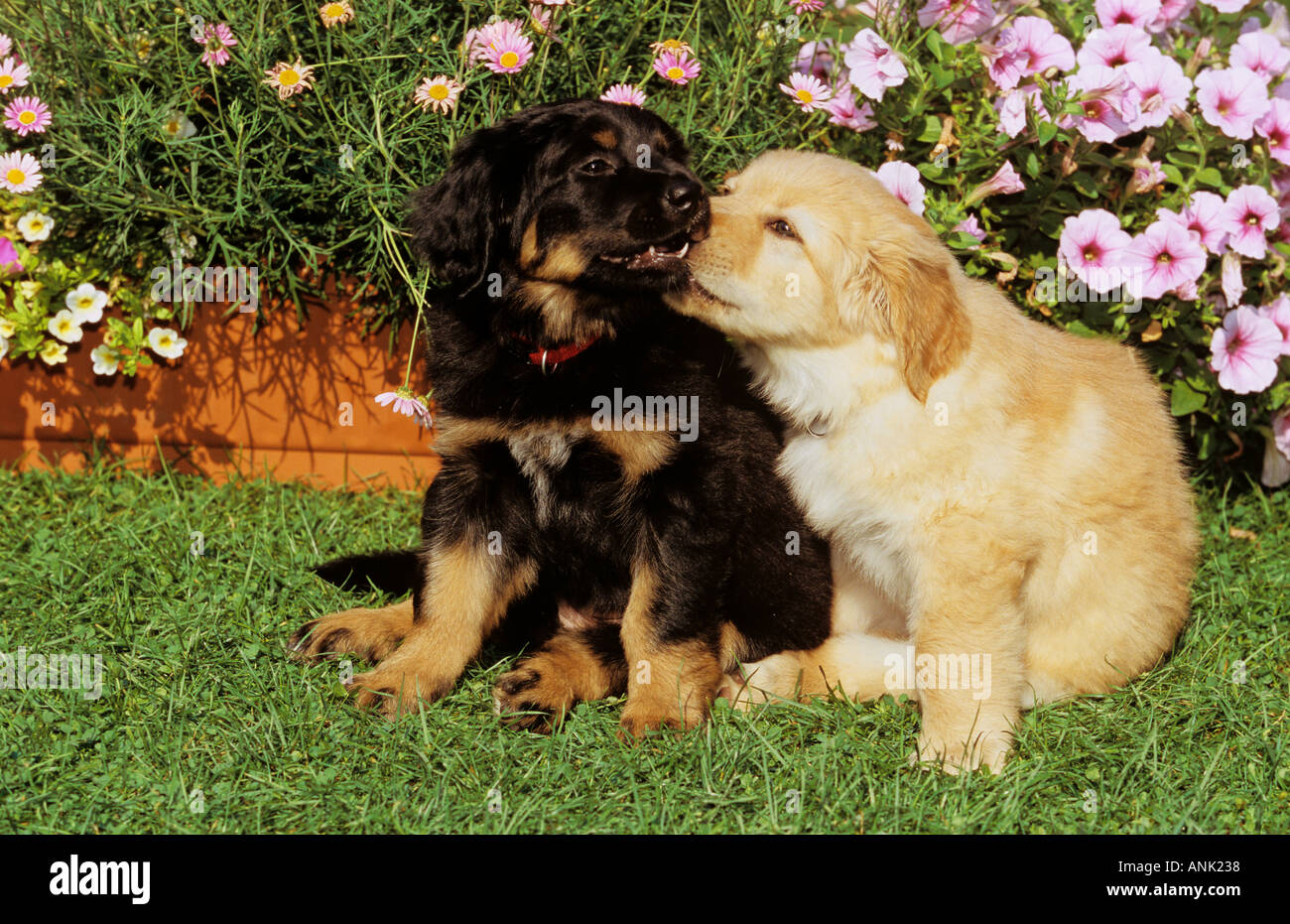 Chien Hovawart - deux chiots on meadow Banque D'Images