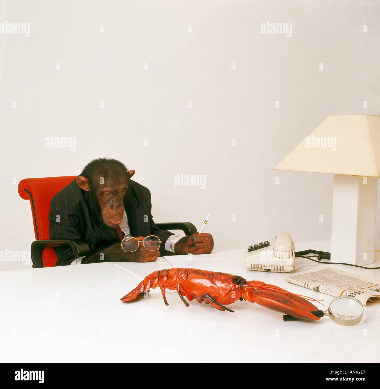 Chimpanzé savane dormir dans le bureau / Pan troglodytes Banque D'Images