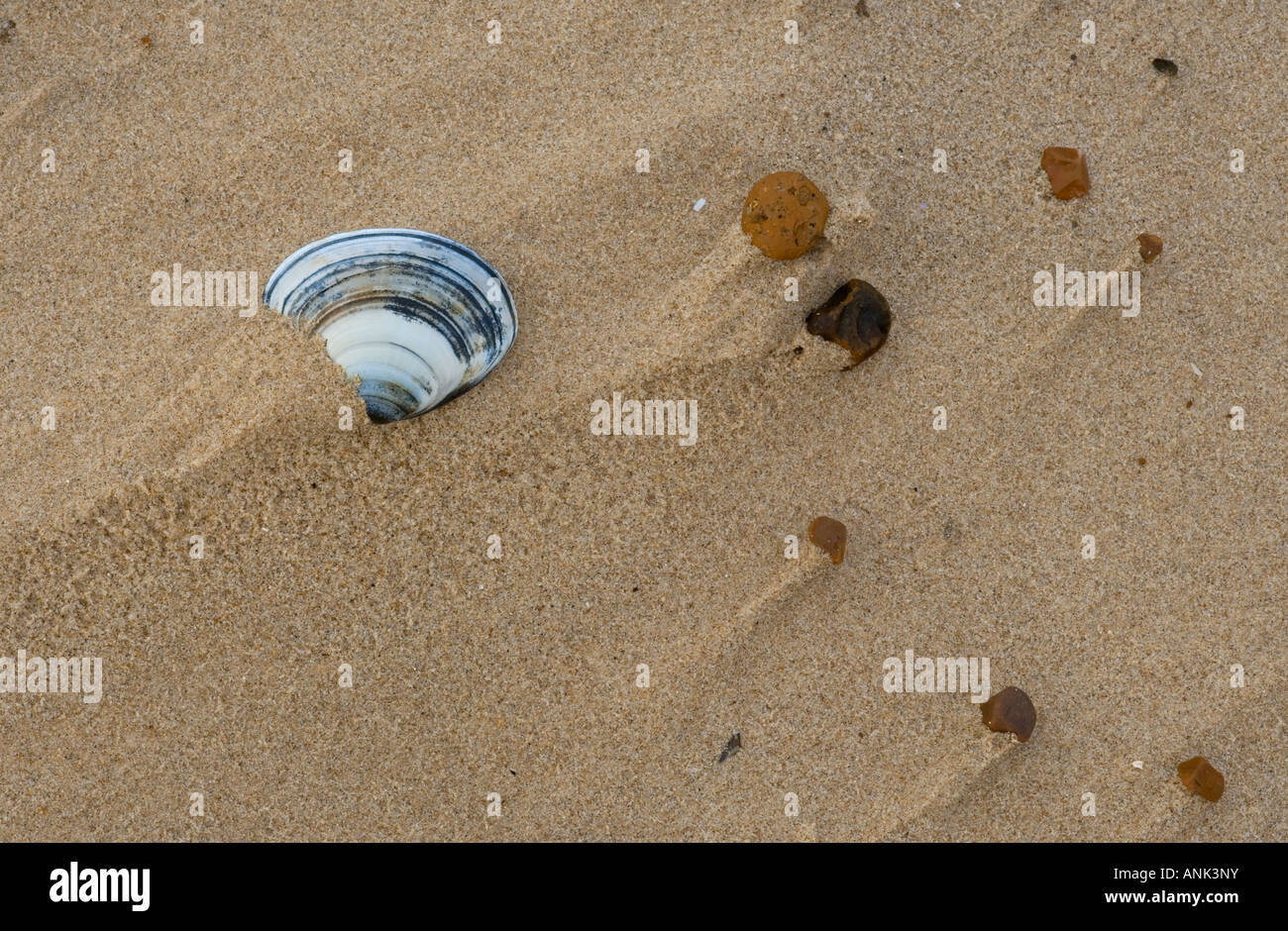 Cockleshell Holkham Beach Norfolk Décembre Banque D'Images
