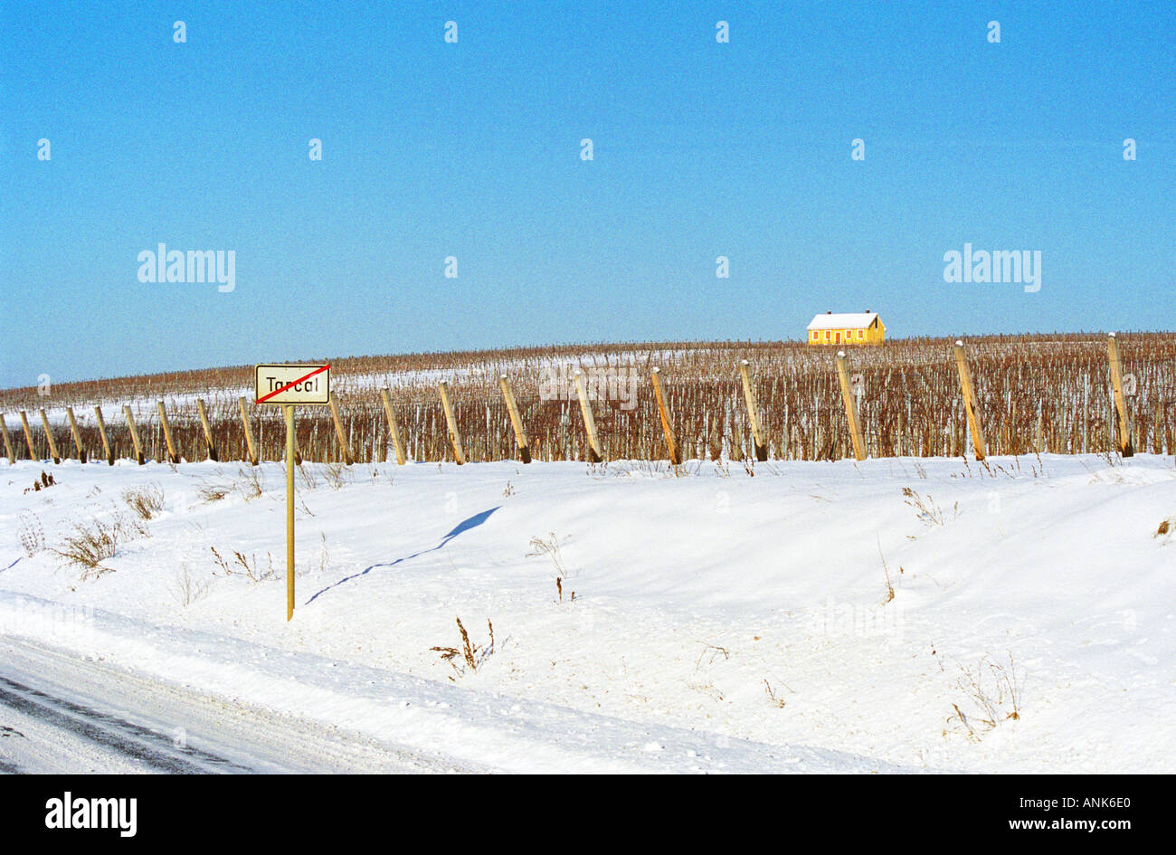 Tarcal à Tokaj : dans le vignoble de la célèbre maison jaune administré par Hugh Johnson, un des pionniers de la renaissance de Tokaj. Banque D'Images