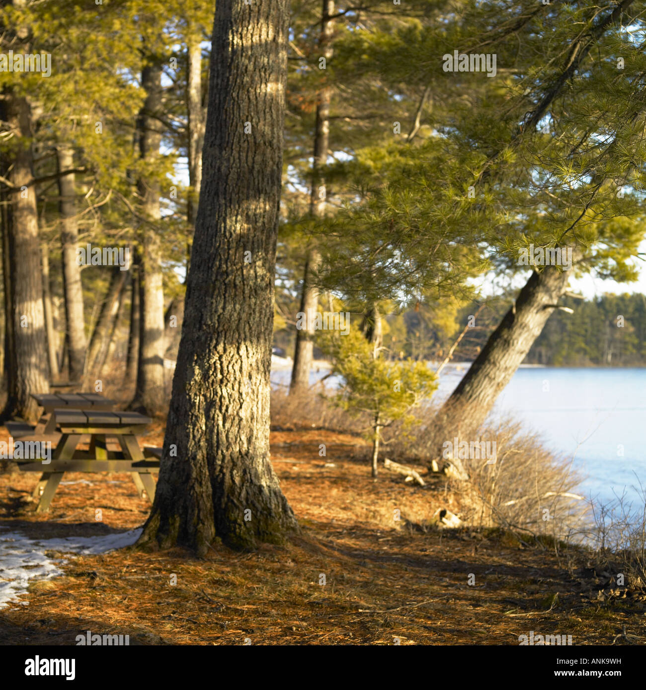 Rive du lac recouvert de glace dans la forêt Banque D'Images