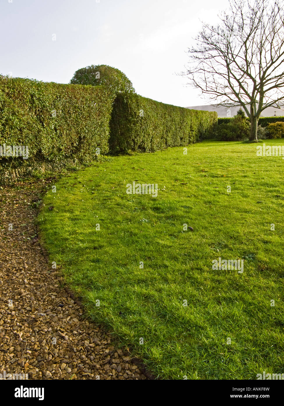 Troène mature Evergreen hedge fournit un abri contre les vents du nord et de protéger la confidentialité Wiltshire England UK UE Banque D'Images