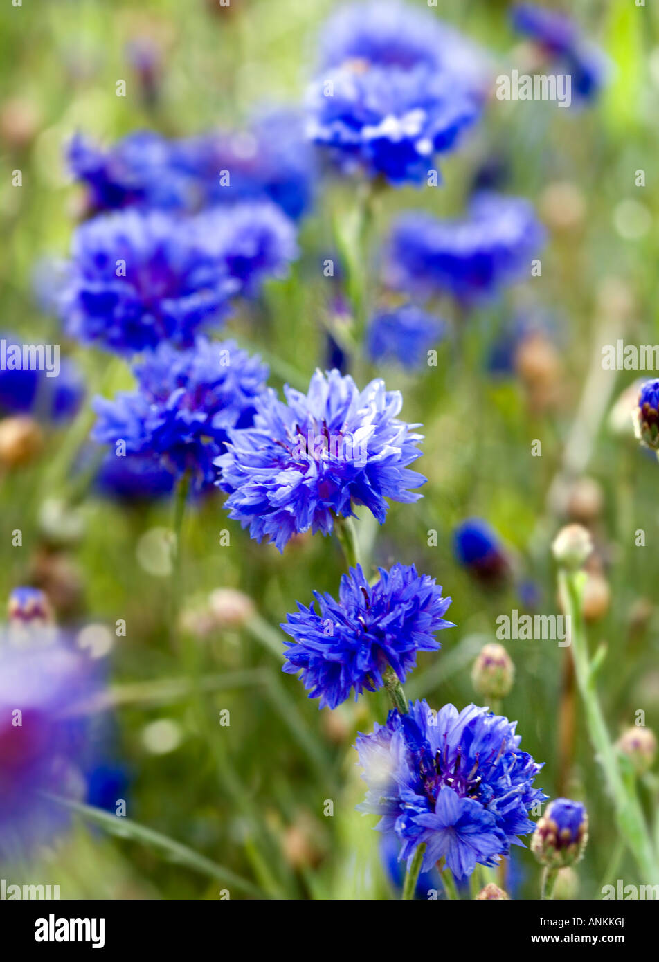 Bleuet bleu Banque D'Images