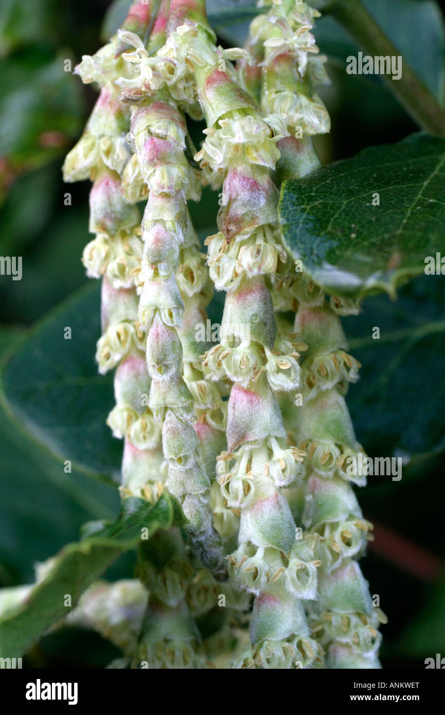 GARRYA ELLIPTICA CLOSE UP DE DÉTAIL DE FLEURS EN FLEURS ET CONTRE UN MUR FAISANT FACE AU NORD AU DÉBUT DE JANVIER Banque D'Images