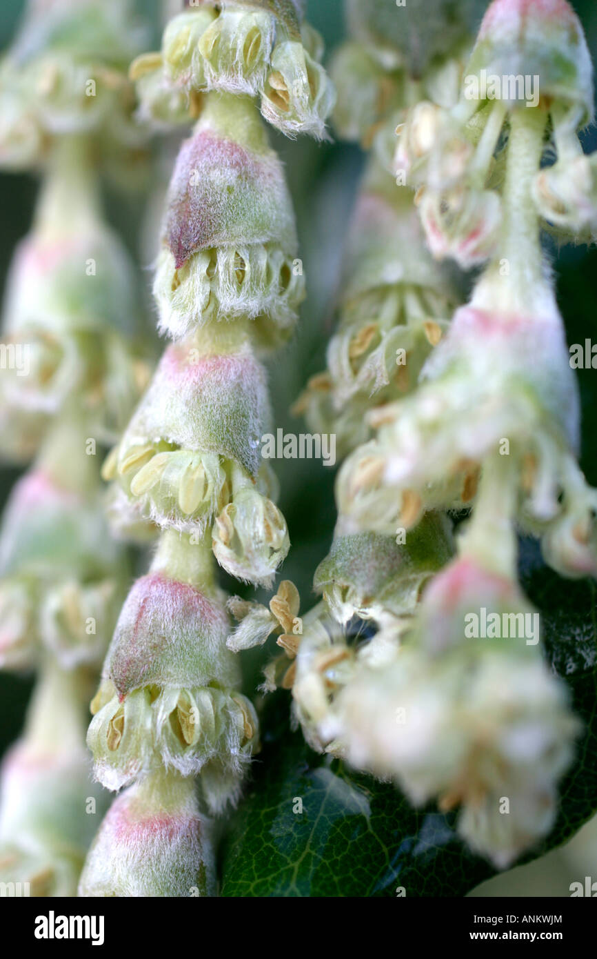 GARRYA ELLIPTICA CLOSE UP DE DÉTAIL DE FLEURS EN FLEURS ET CONTRE UN MUR FAISANT FACE AU NORD AU DÉBUT DE JANVIER Banque D'Images