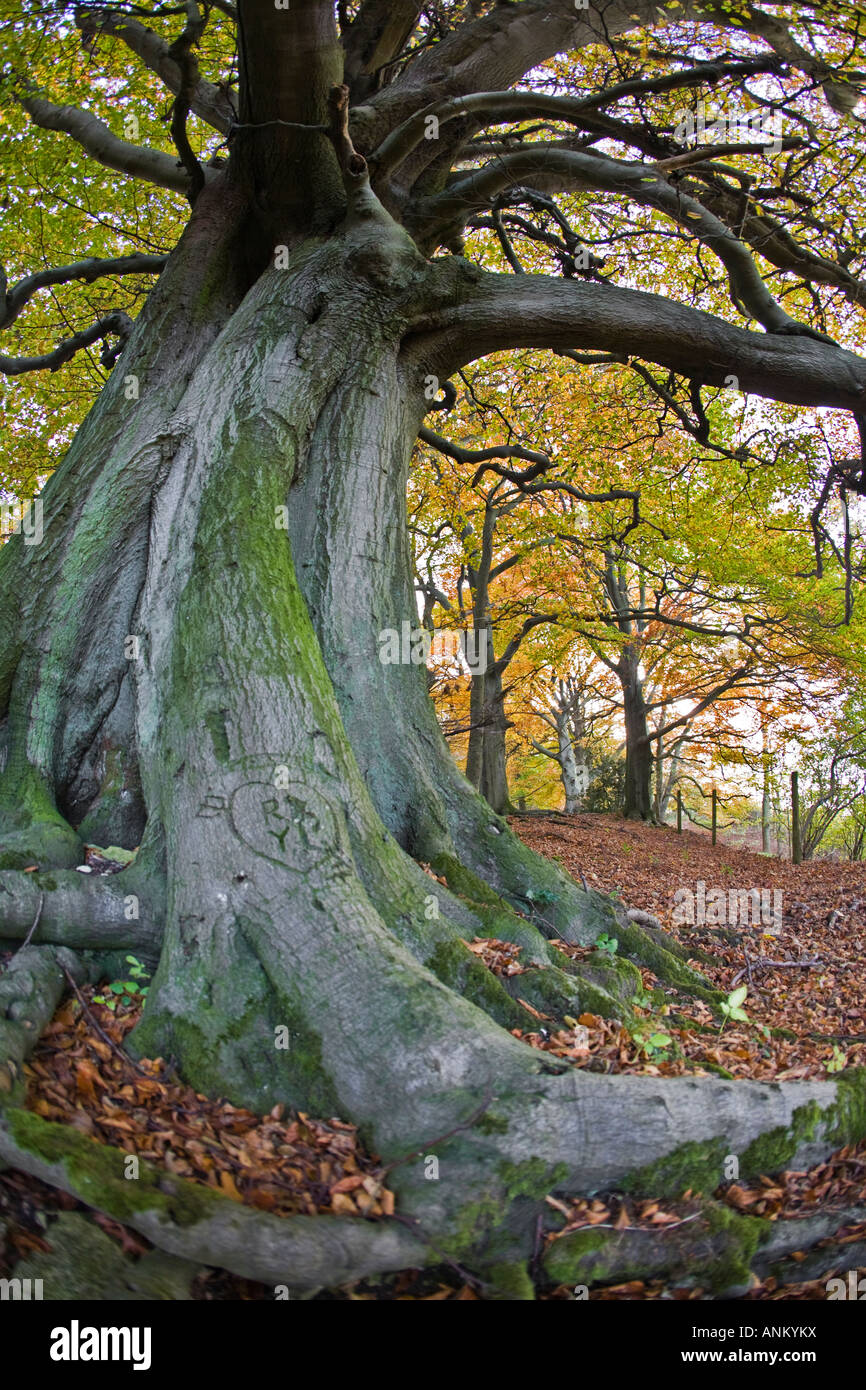 Les Hêtres antiques sur le Cotswold Way, Crickley Hill Country Park, Gloucestershire, Royaume-Uni Banque D'Images