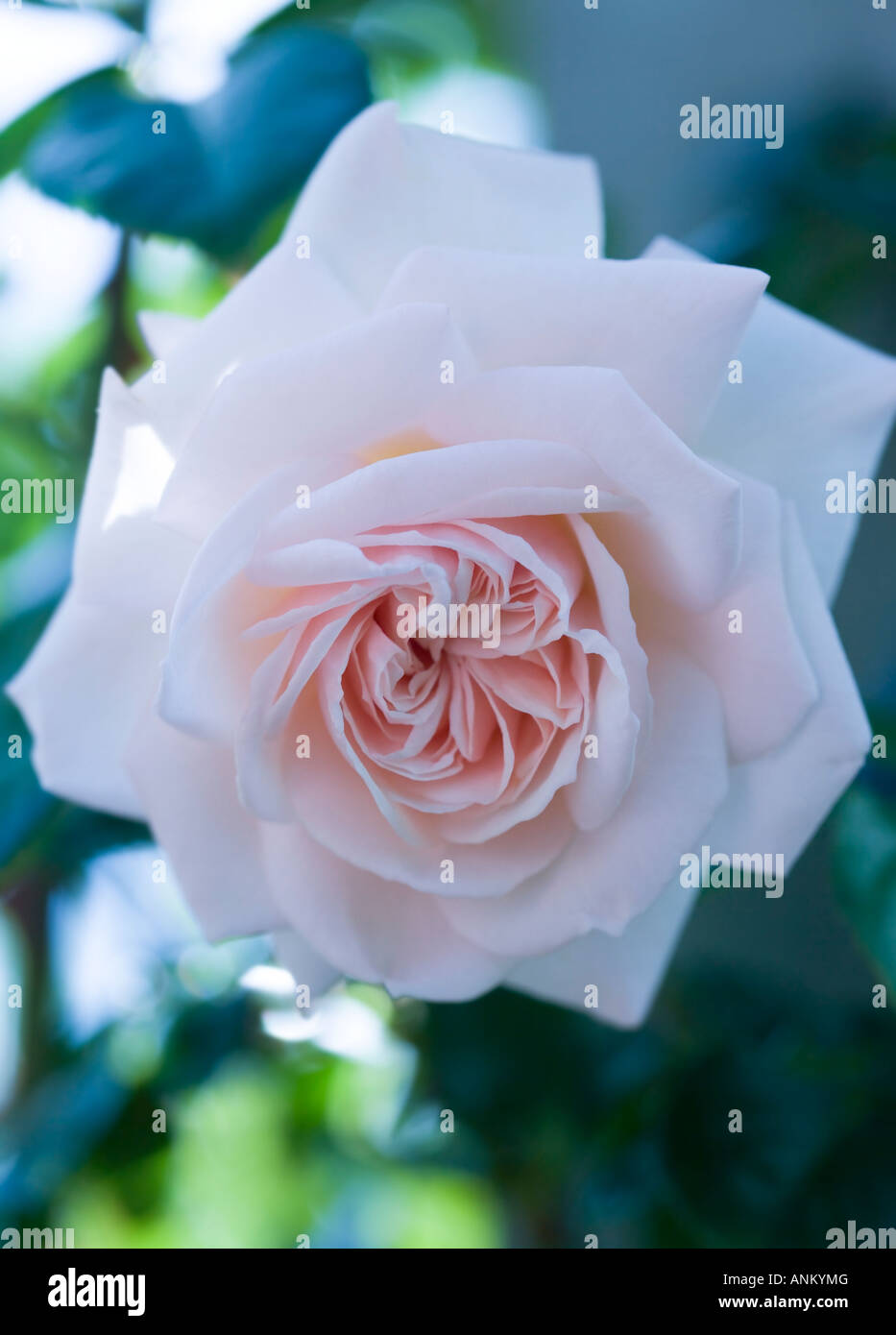Seul soft pink rose dans un jardin naturel Banque D'Images