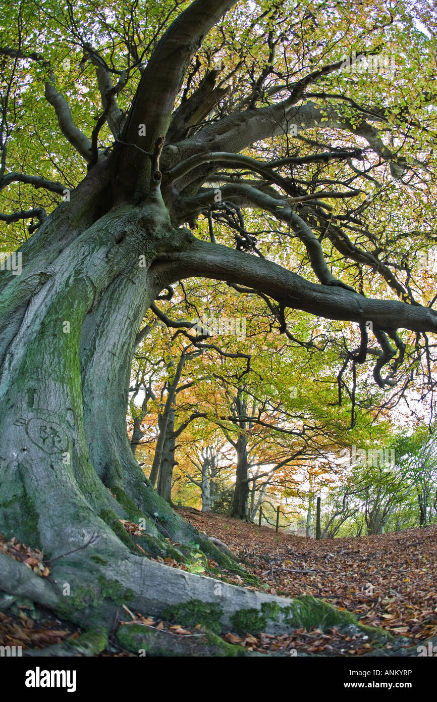 Les Hêtres antiques sur le Cotswold Way, Crickley Hill Country Park, Gloucestershire, Royaume-Uni Banque D'Images