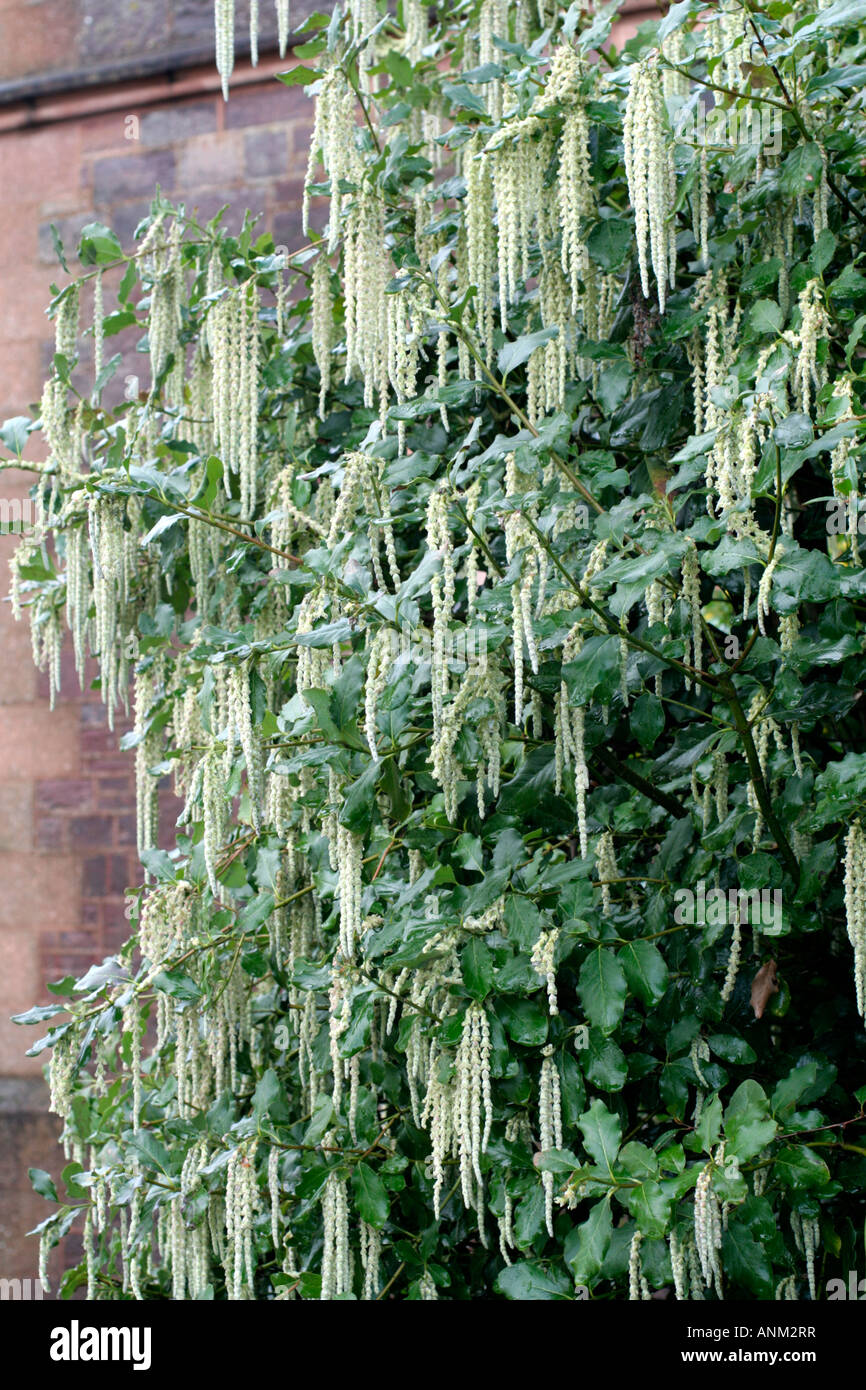 GARRYA ELLIPTICA BLOOMING CONTRE UN MUR FAISANT FACE AU NORD AU DÉBUT DE JANVIER Banque D'Images