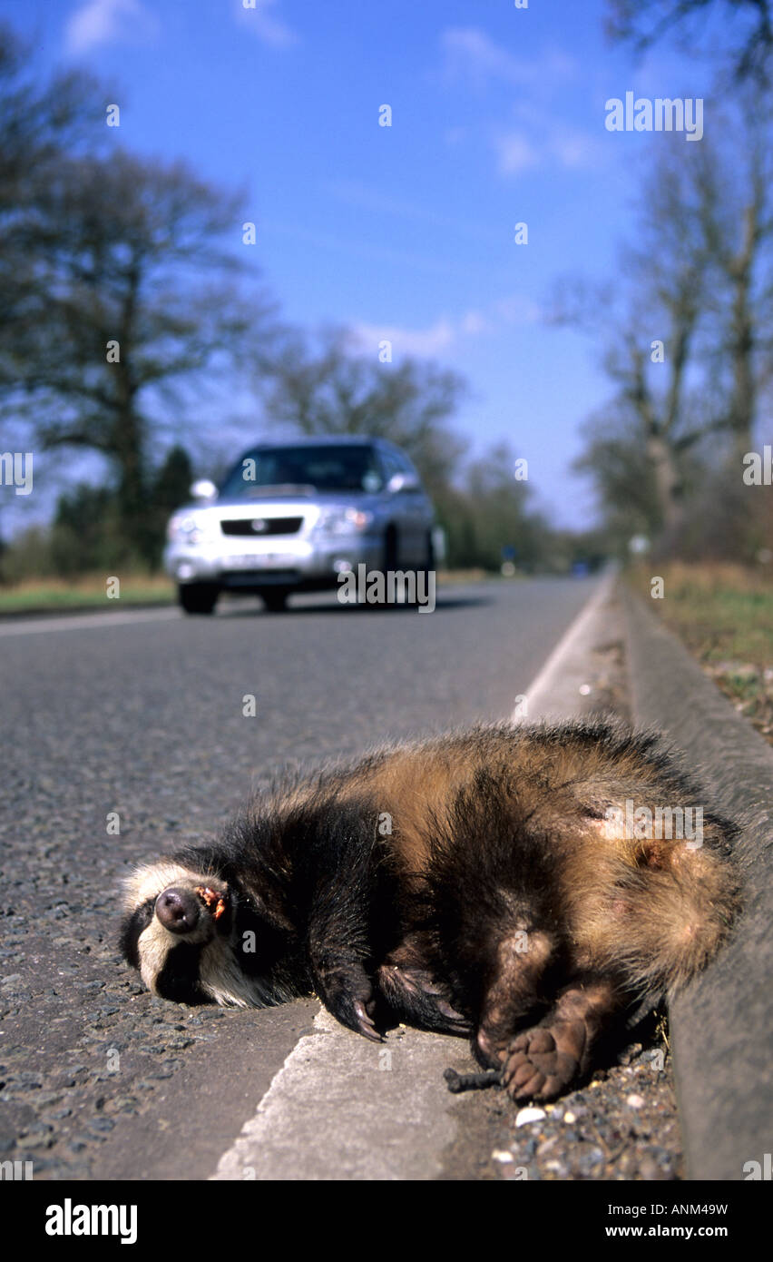 Blaireau (Meles meles), adulte, gisant mort dans la gouttière de la route principale très fréquentée, Warwickshire, en Angleterre, Hiver Banque D'Images