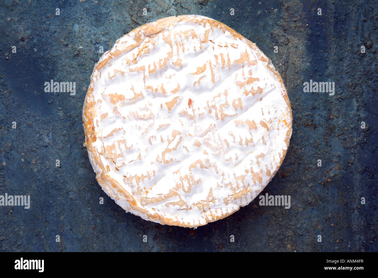 Camembert rustique sur un fond bleu. Banque D'Images