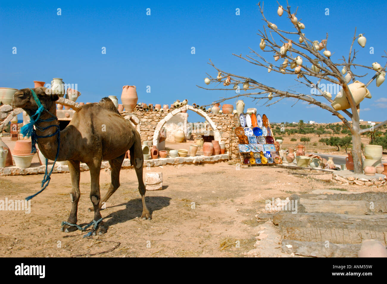 Un chameau était relié à un marché de la céramique à Guellala Banque D'Images