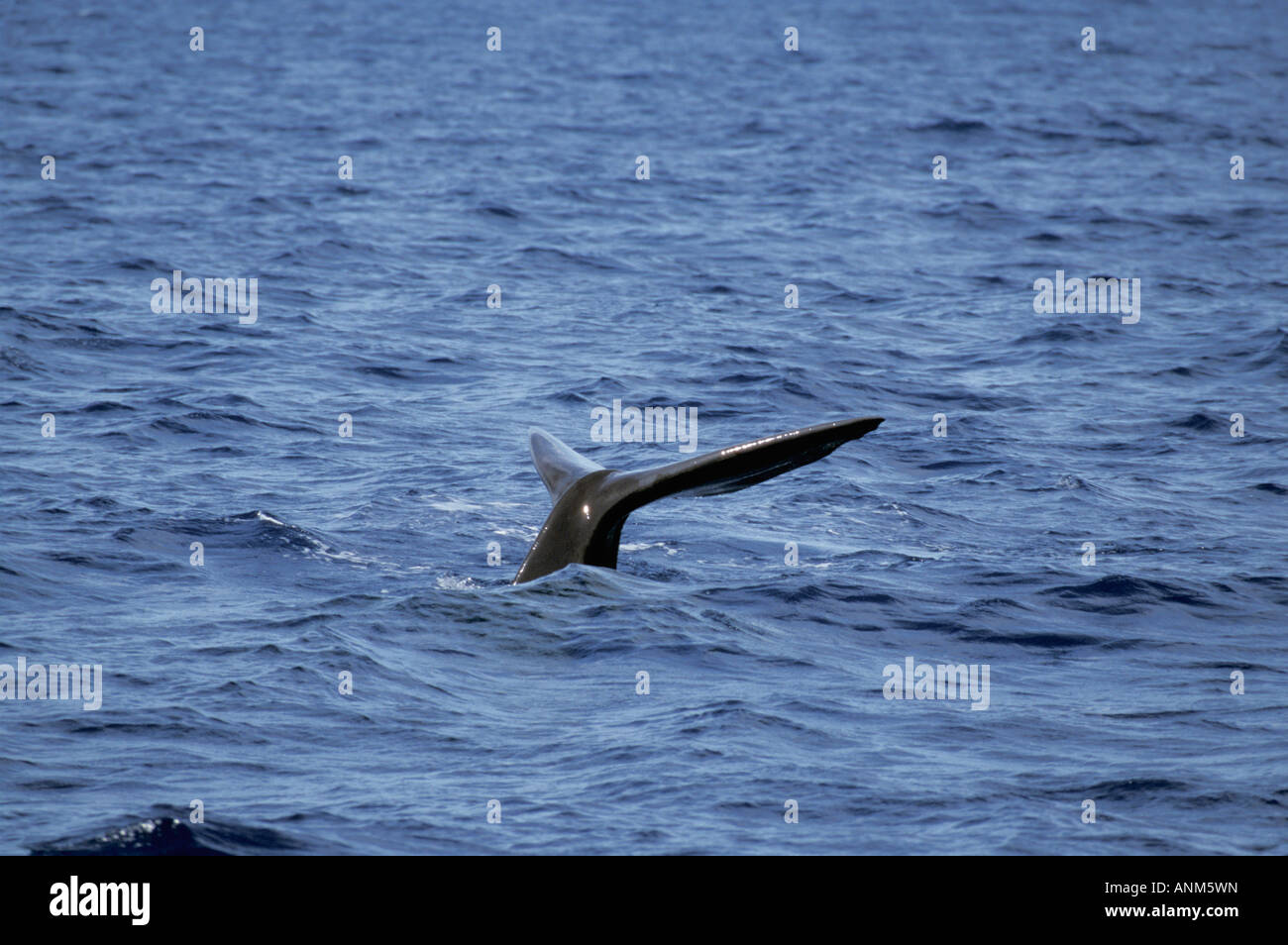 Cachalot Physeter macrocephalus Dominique Mer des Caraïbes Décembre Physeteridae Adultes Banque D'Images