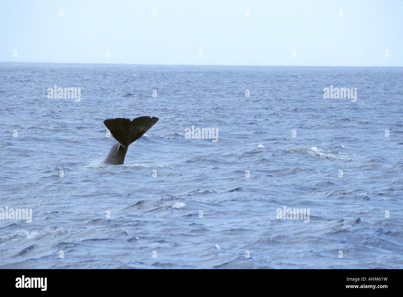 Cachalot Physeter macrocephalus Dominique Mer des Caraïbes Décembre Physeteridae Adultes Banque D'Images