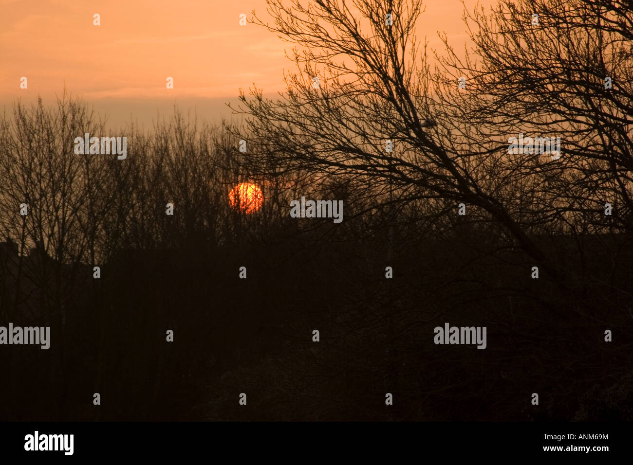 Lever du soleil à travers une haie Banque D'Images