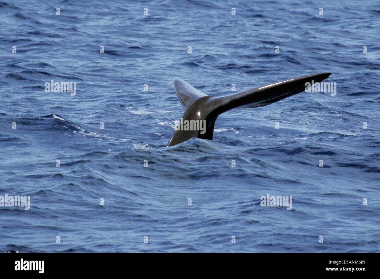 Cachalot Physeter macrocephalus Dominique Mer des Caraïbes Décembre Physeteridae Adultes Banque D'Images