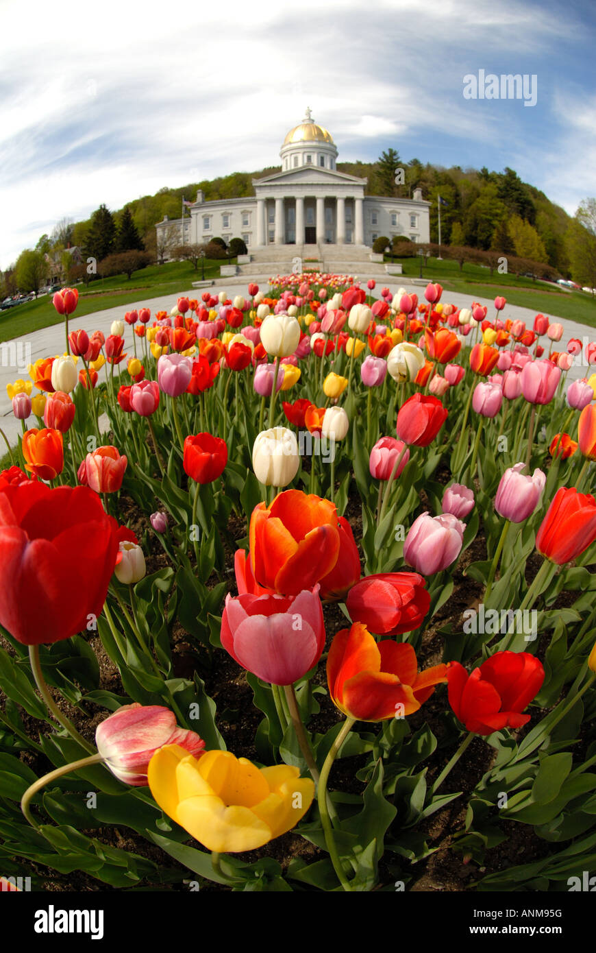 Les tulipes en fleurs en face de l'Indiana Statehouse au printemps Banque D'Images