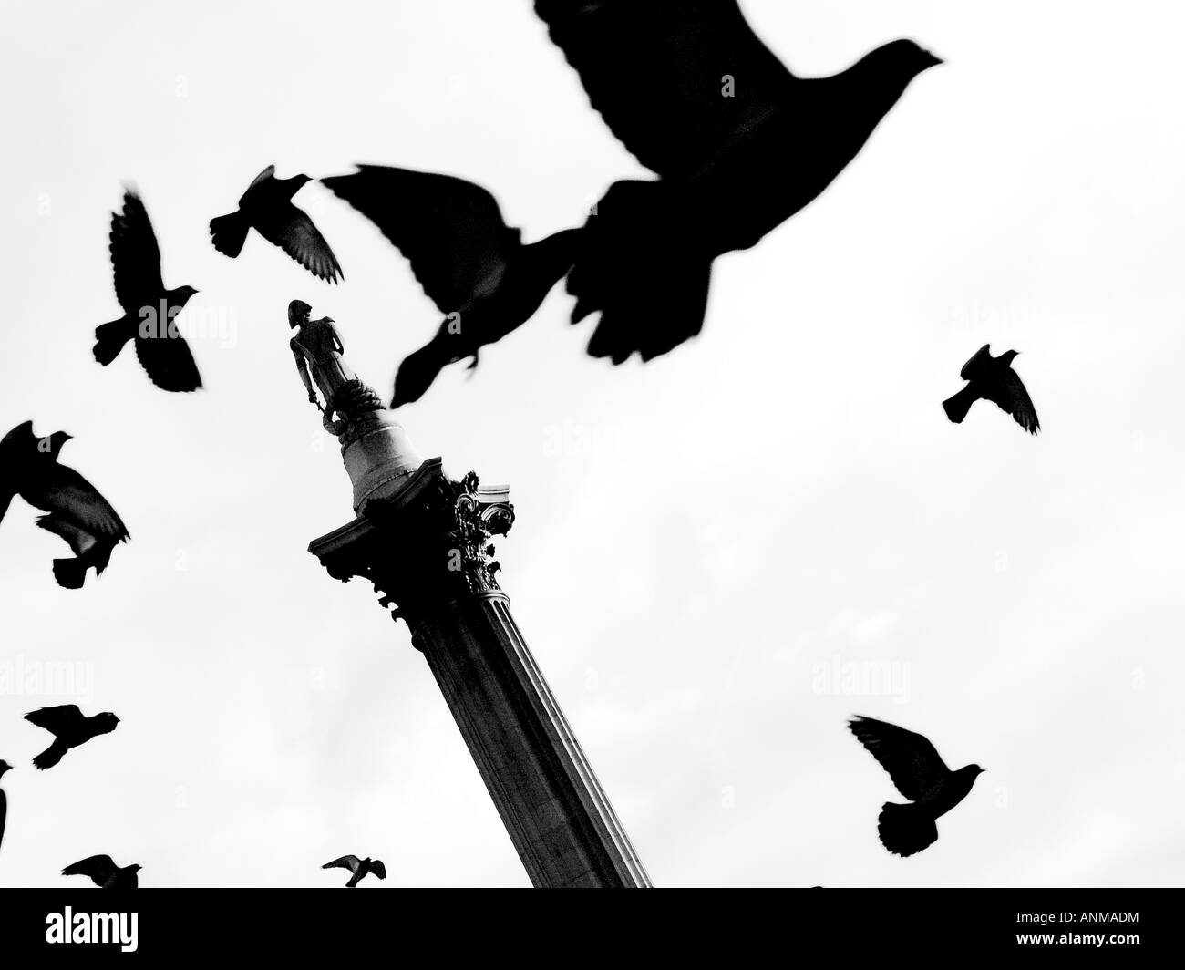 L'image monochrome à contraste élevé de pigeons battant passé la Colonne Nelson de Trafalgar Square Banque D'Images