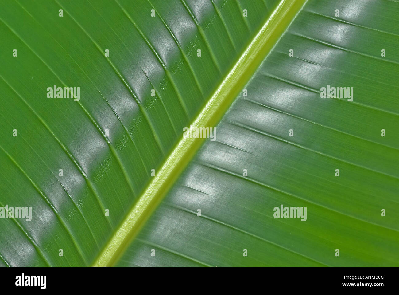 Grande feuille de palmier vert dans la forêt Banque D'Images