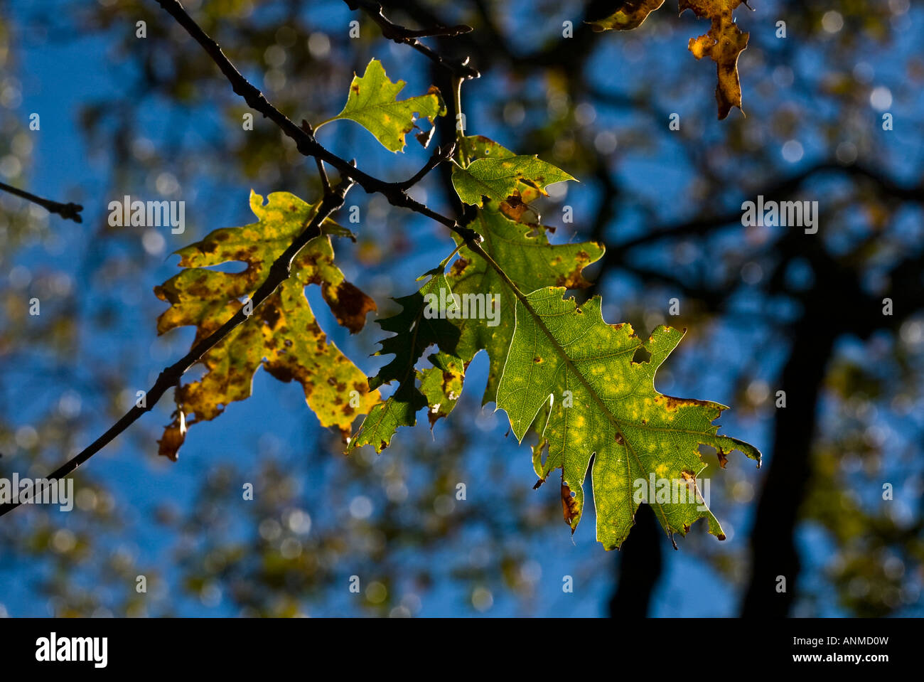 Chêne arbre feuilles d'automne Banque D'Images