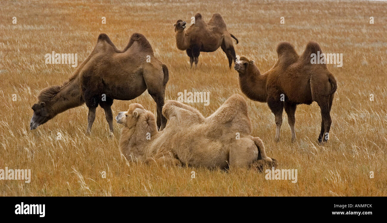 Les chameaux de Bactriane Camelus bactrianus ferus Région autonome de Mongolie intérieure dans le nord-est de la Chine Banque D'Images