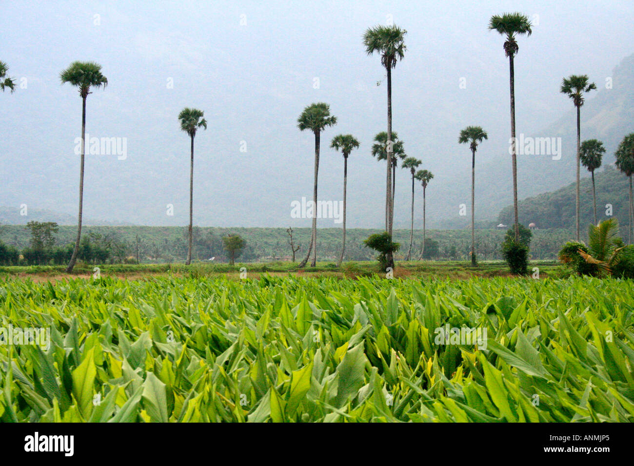 De plus en plus sur le terrain du curcuma avec palmiers et les collines au  loin dans la toile à Nelliyampathi, Kerala Photo Stock - Alamy