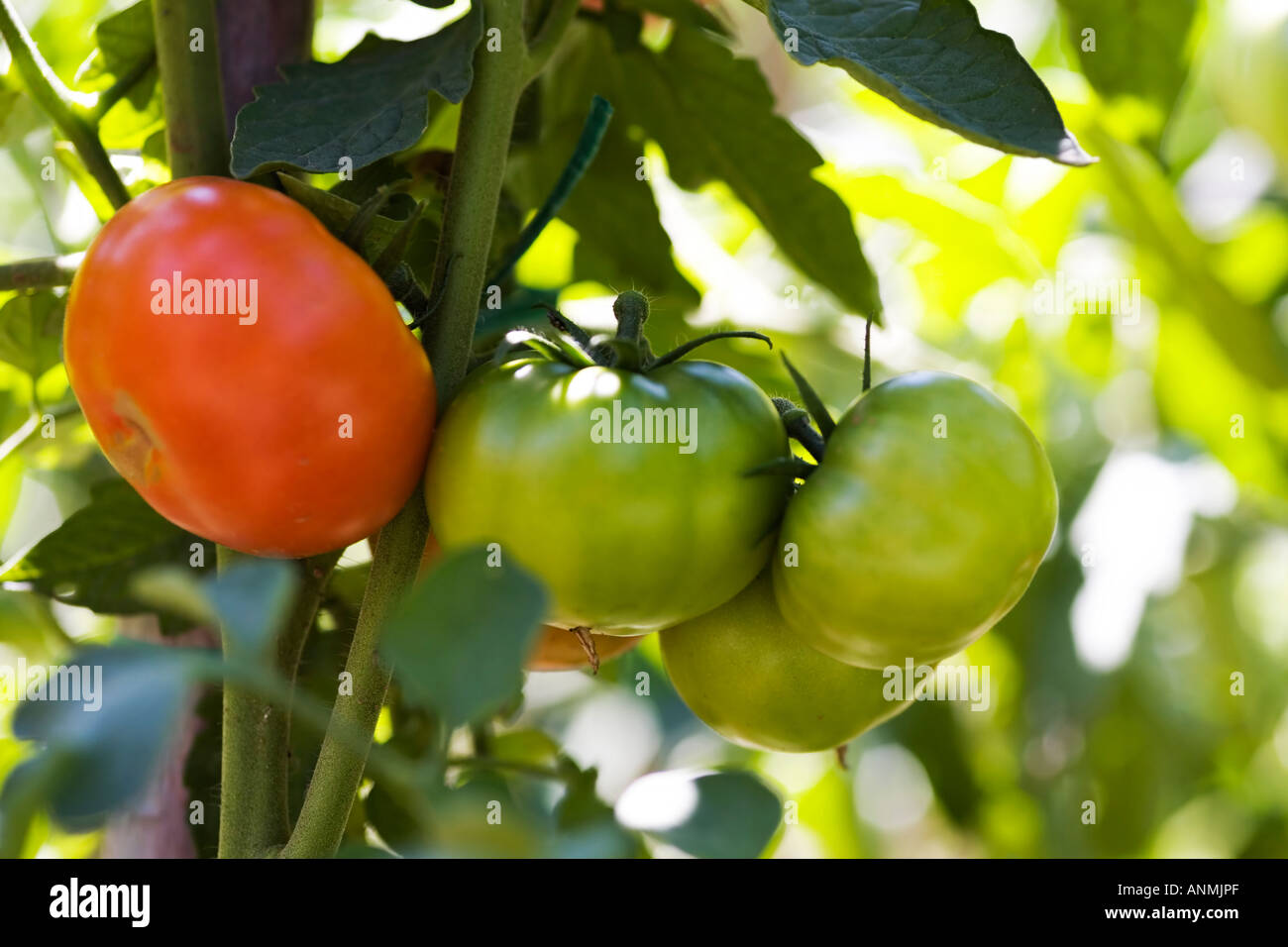 Salade de tomates bio Banque D'Images
