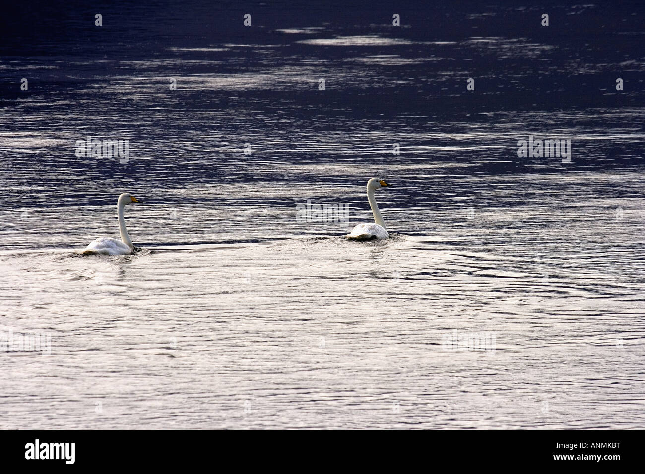 Cygne chanteur Cygnus cygnus Skriouland Gilsfjorour fyord Islande de l'Ouest Banque D'Images