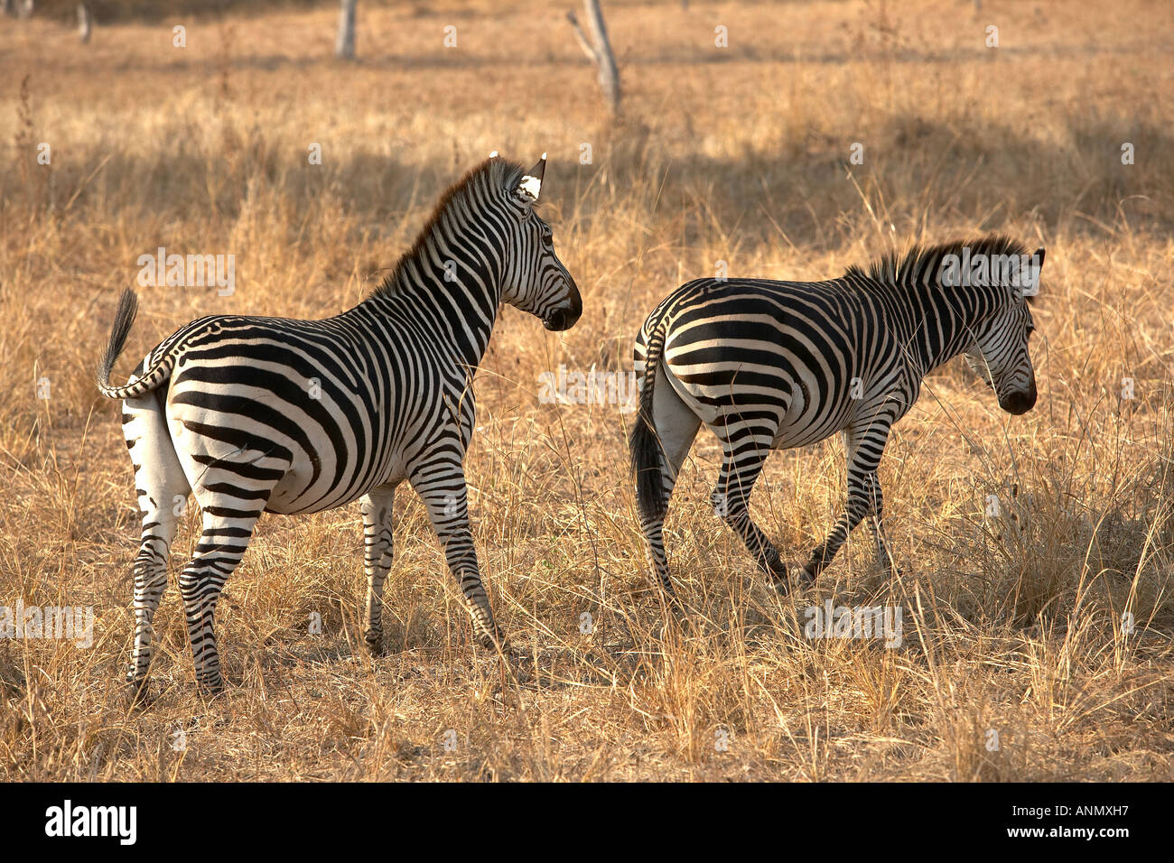 Zebra Crawshayi famille endémique dans le parc national de South Luangwa Zambie Afrique du Sud Banque D'Images