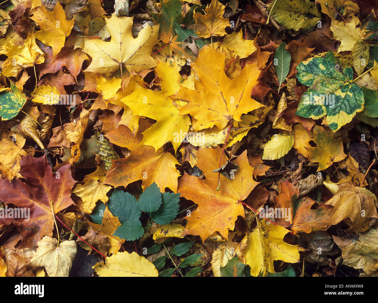 Maple - feuillage d'automne Banque D'Images