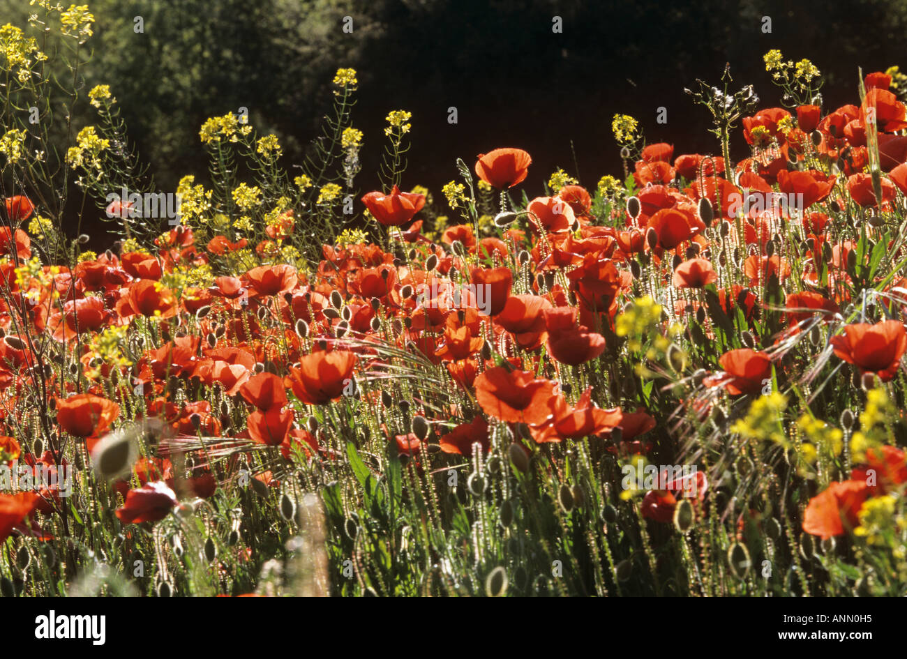 coquelicots Banque D'Images